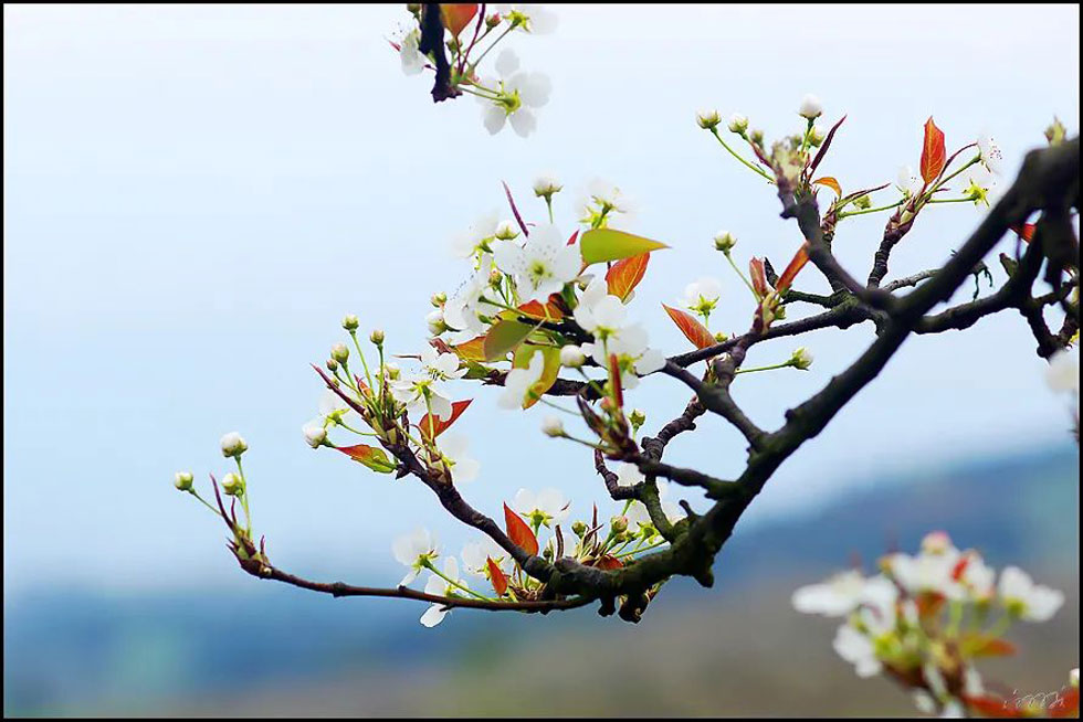 【春天，广西桂林灌阳县向您发出邀请！】我们在灌阳看梨花 - 游山玩水 - 肇庆生活社区 - 肇庆28生活网 zq.28life.com