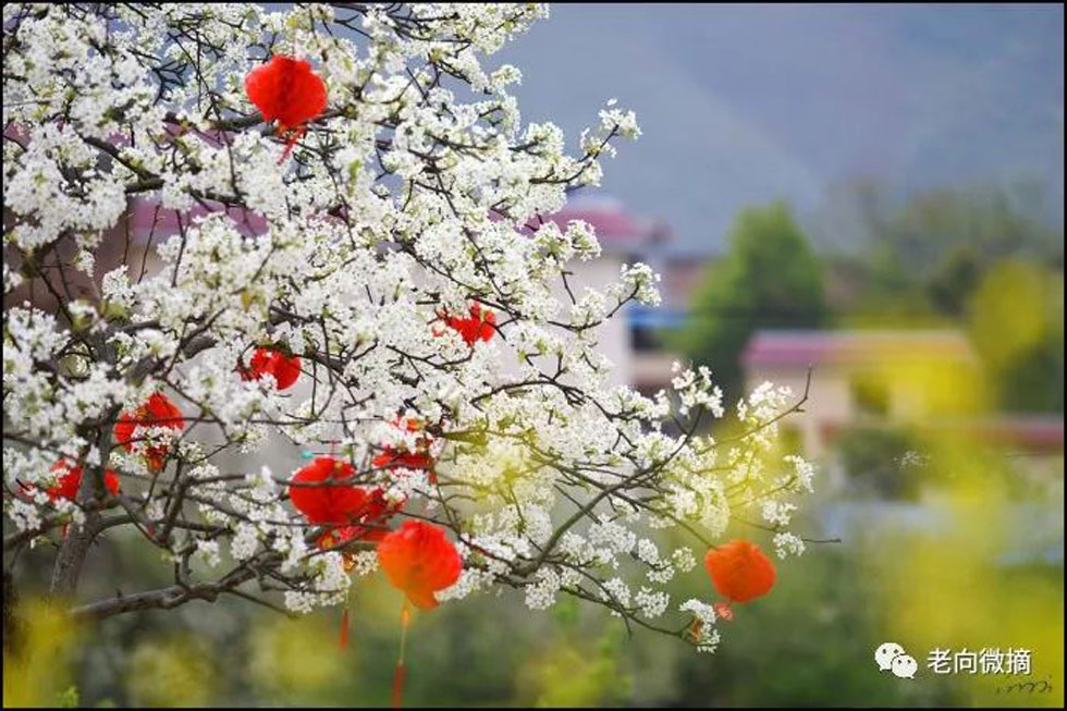 【春天，广西桂林灌阳县向您发出邀请！】我们在灌阳看梨花 - 游山玩水 - 肇庆生活社区 - 肇庆28生活网 zq.28life.com