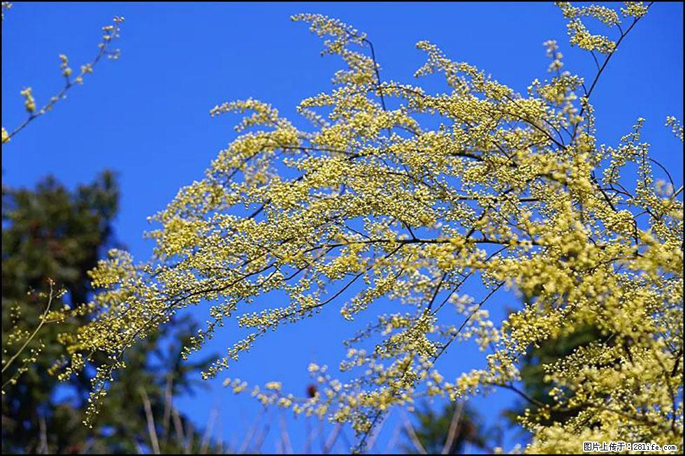 【春天,广西桂林灌阳县向您发出邀请!】米珠山前有片山苍子花在飘香 - 游山玩水 - 肇庆生活社区 - 肇庆28生活网 zq.28life.com