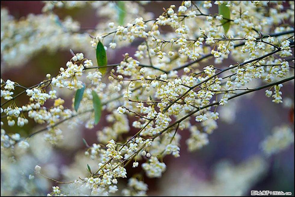 【春天,广西桂林灌阳县向您发出邀请!】米珠山前有片山苍子花在飘香 - 游山玩水 - 肇庆生活社区 - 肇庆28生活网 zq.28life.com