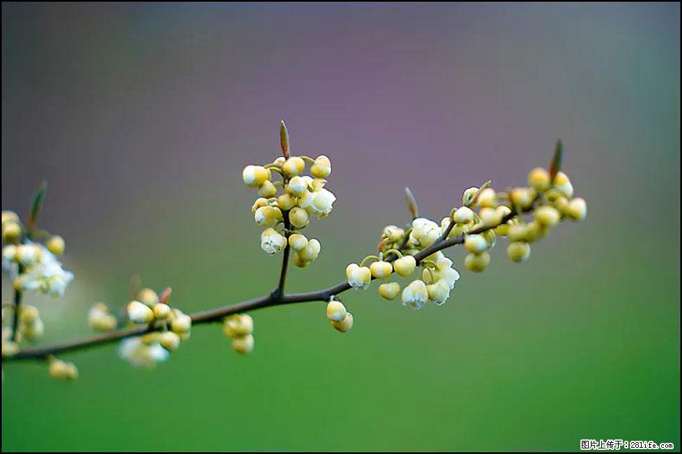 【春天,广西桂林灌阳县向您发出邀请!】米珠山前有片山苍子花在飘香 - 游山玩水 - 肇庆生活社区 - 肇庆28生活网 zq.28life.com