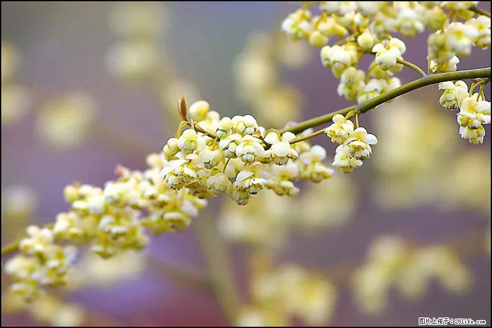 【春天,广西桂林灌阳县向您发出邀请!】米珠山前有片山苍子花在飘香 - 游山玩水 - 肇庆生活社区 - 肇庆28生活网 zq.28life.com