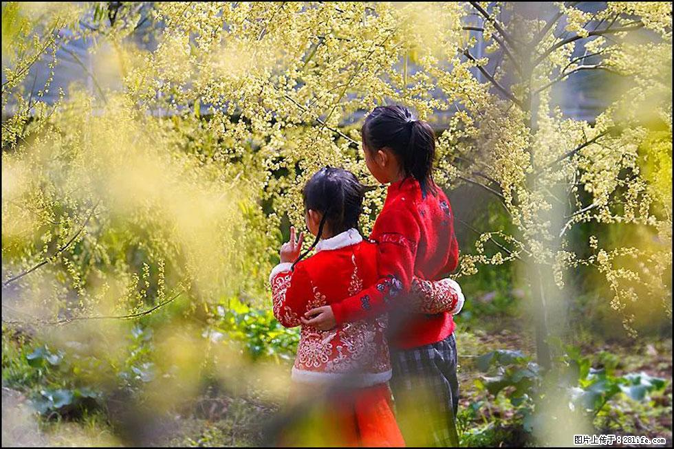 【春天,广西桂林灌阳县向您发出邀请!】米珠山前有片山苍子花在飘香 - 游山玩水 - 肇庆生活社区 - 肇庆28生活网 zq.28life.com