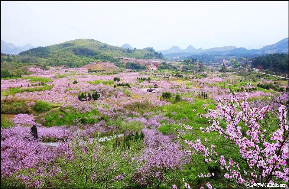 【春天,广西桂林灌阳县向您发出邀请!】官庄村有个醉美的桃花园 - 游山玩水 - 肇庆生活社区 - 肇庆28生活网 zq.28life.com