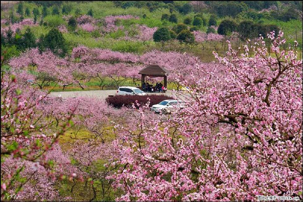 【春天,广西桂林灌阳县向您发出邀请!】官庄村有个醉美的桃花园 - 游山玩水 - 肇庆生活社区 - 肇庆28生活网 zq.28life.com