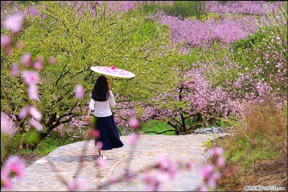 【春天,广西桂林灌阳县向您发出邀请!】官庄村有个醉美的桃花园 - 游山玩水 - 肇庆生活社区 - 肇庆28生活网 zq.28life.com