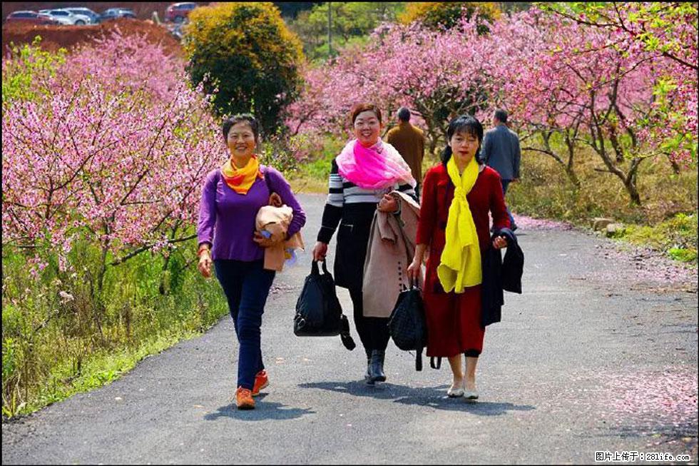 【春天,广西桂林灌阳县向您发出邀请!】官庄村有个醉美的桃花园 - 游山玩水 - 肇庆生活社区 - 肇庆28生活网 zq.28life.com