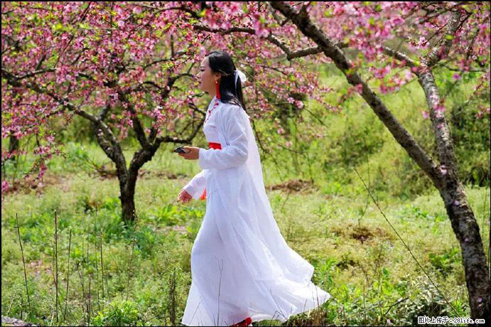 【春天,广西桂林灌阳县向您发出邀请!】官庄村有个醉美的桃花园 - 游山玩水 - 肇庆生活社区 - 肇庆28生活网 zq.28life.com