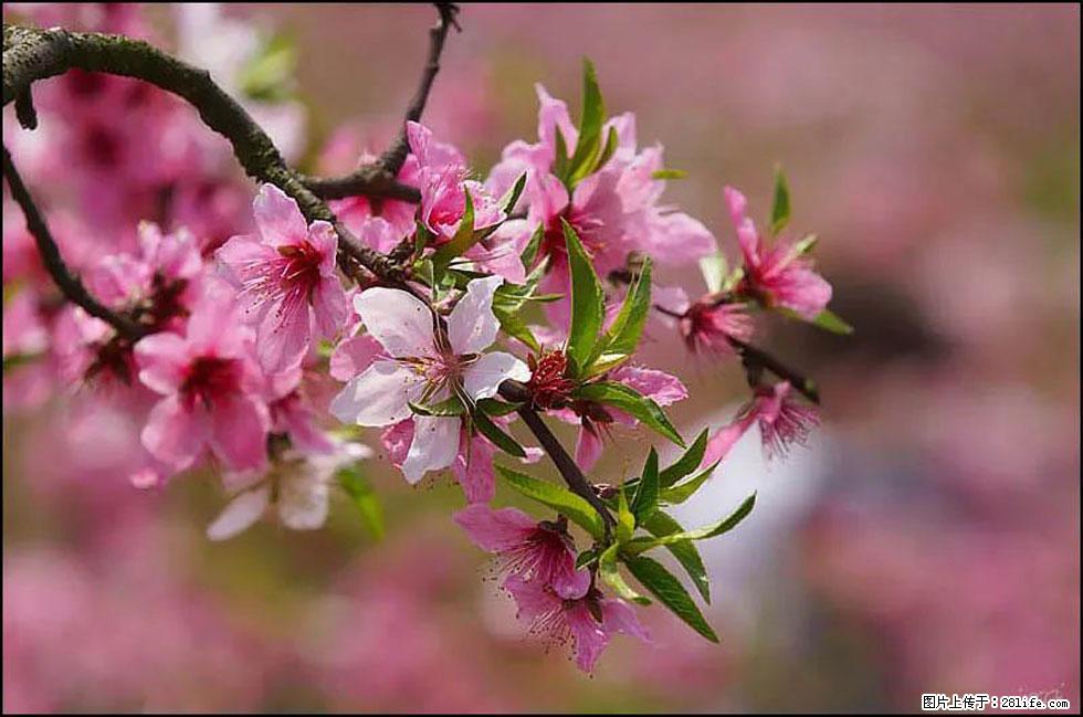 【春天,广西桂林灌阳县向您发出邀请!】官庄村有个醉美的桃花园 - 游山玩水 - 肇庆生活社区 - 肇庆28生活网 zq.28life.com