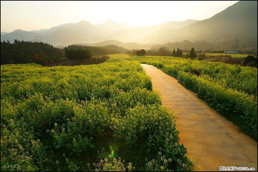 【春天,广西桂林灌阳县向您发出邀请!】长坪村油菜盛情花开 - 游山玩水 - 肇庆生活社区 - 肇庆28生活网 zq.28life.com
