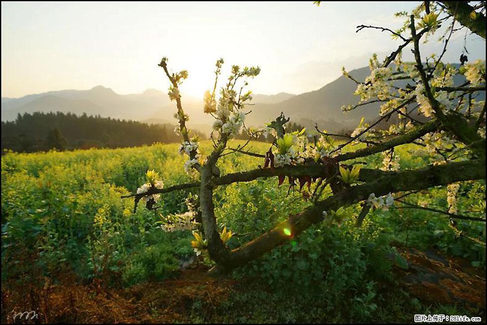 【春天,广西桂林灌阳县向您发出邀请!】长坪村油菜盛情花开 - 游山玩水 - 肇庆生活社区 - 肇庆28生活网 zq.28life.com