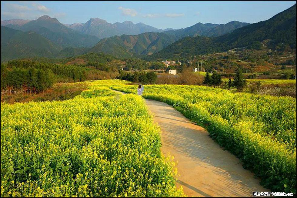 【春天,广西桂林灌阳县向您发出邀请!】长坪村油菜盛情花开 - 游山玩水 - 肇庆生活社区 - 肇庆28生活网 zq.28life.com