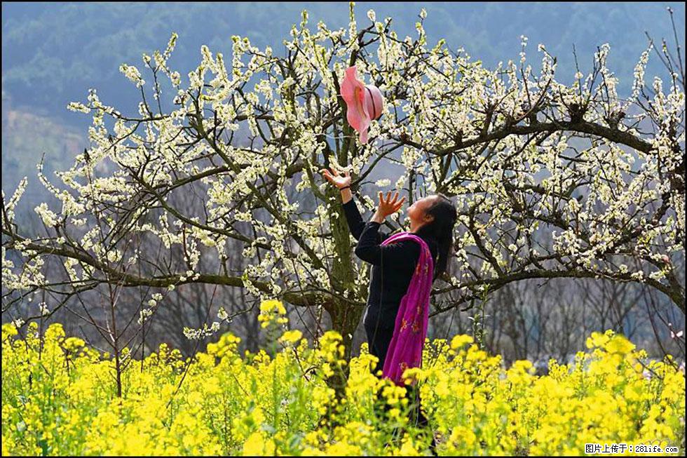 【春天,广西桂林灌阳县向您发出邀请!】长坪村油菜盛情花开 - 游山玩水 - 肇庆生活社区 - 肇庆28生活网 zq.28life.com