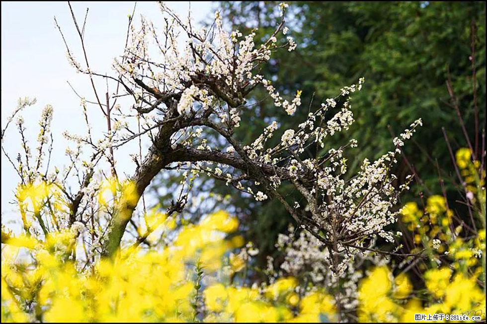 【春天,广西桂林灌阳县向您发出邀请!】长坪村油菜盛情花开 - 游山玩水 - 肇庆生活社区 - 肇庆28生活网 zq.28life.com