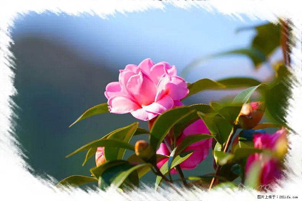 【春天，广西桂林灌阳县向您发出邀请！】杨柳井茶花惹人爱 - 游山玩水 - 肇庆生活社区 - 肇庆28生活网 zq.28life.com