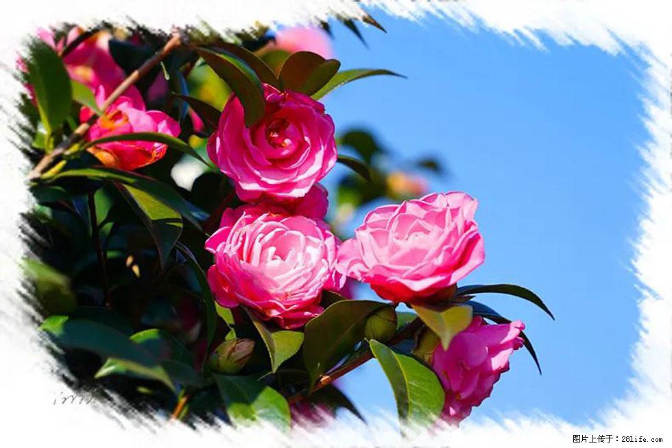 【春天，广西桂林灌阳县向您发出邀请！】杨柳井茶花惹人爱 - 游山玩水 - 肇庆生活社区 - 肇庆28生活网 zq.28life.com