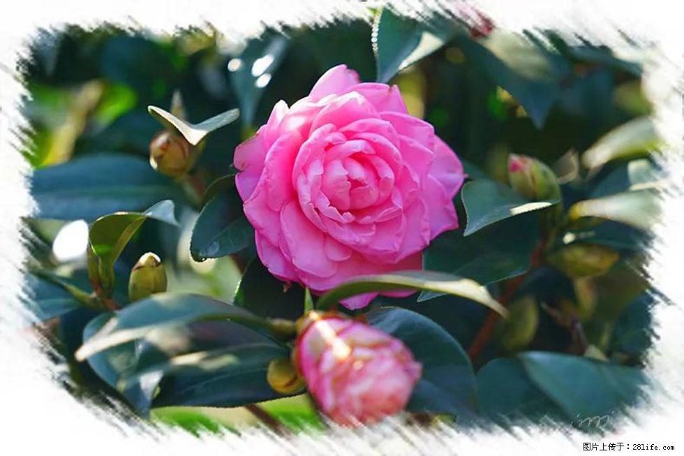 【春天，广西桂林灌阳县向您发出邀请！】杨柳井茶花惹人爱 - 游山玩水 - 肇庆生活社区 - 肇庆28生活网 zq.28life.com