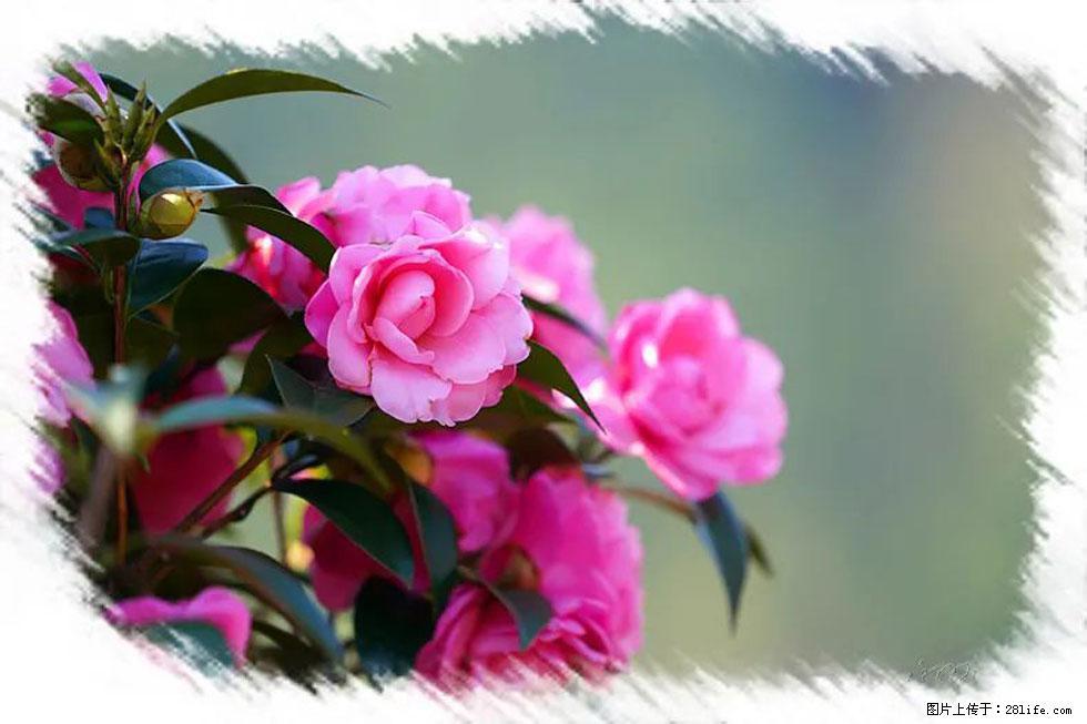 【春天，广西桂林灌阳县向您发出邀请！】杨柳井茶花惹人爱 - 游山玩水 - 肇庆生活社区 - 肇庆28生活网 zq.28life.com