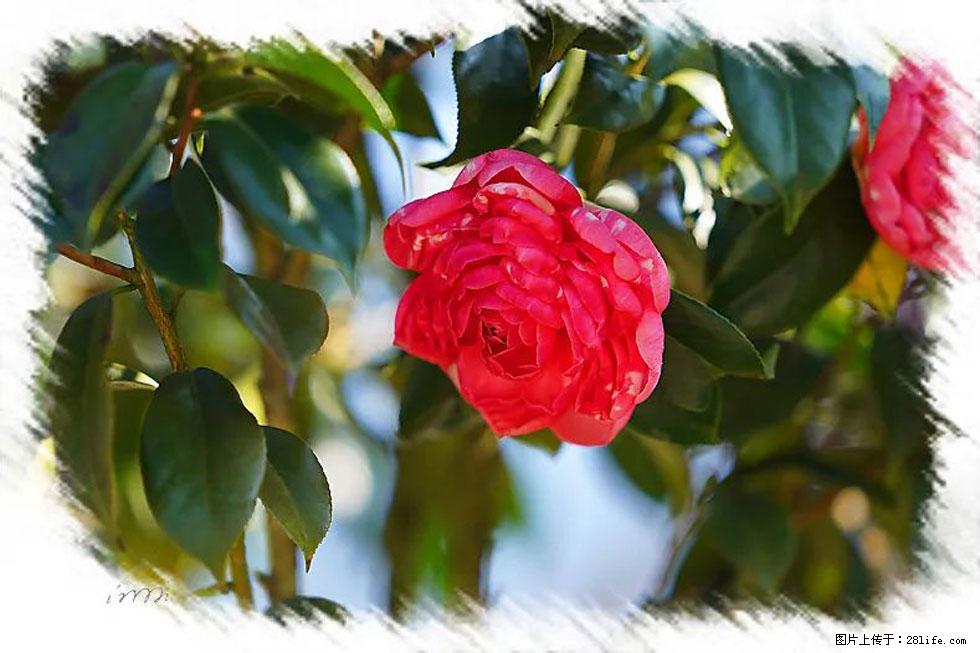 【春天，广西桂林灌阳县向您发出邀请！】杨柳井茶花惹人爱 - 游山玩水 - 肇庆生活社区 - 肇庆28生活网 zq.28life.com