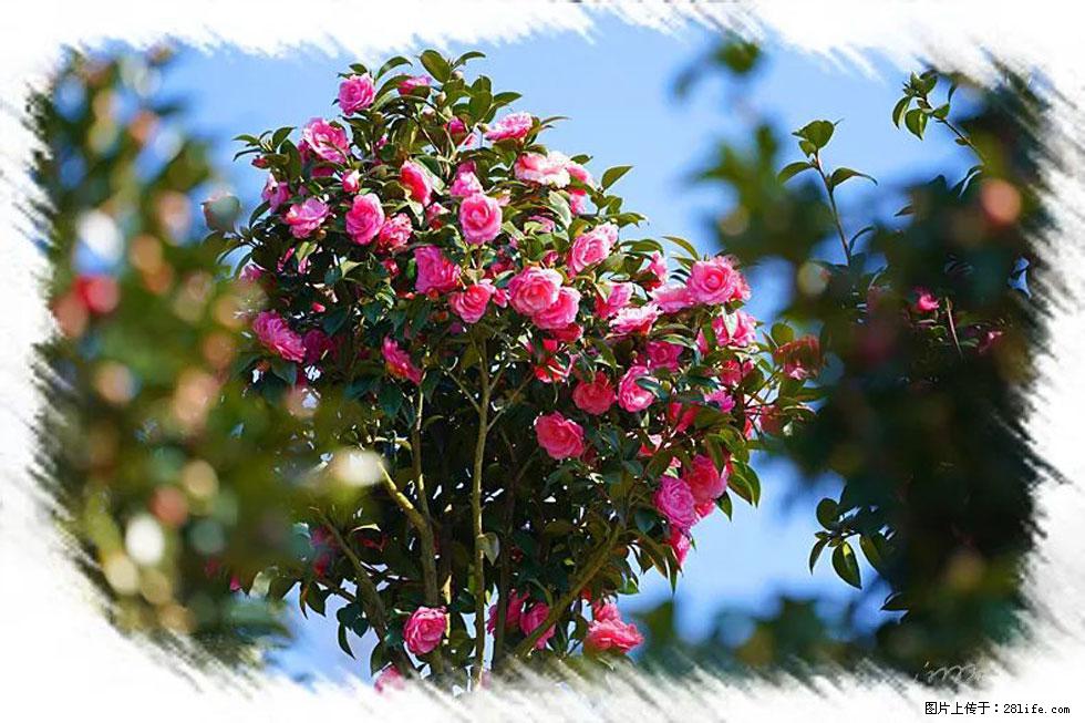 【春天，广西桂林灌阳县向您发出邀请！】杨柳井茶花惹人爱 - 游山玩水 - 肇庆生活社区 - 肇庆28生活网 zq.28life.com