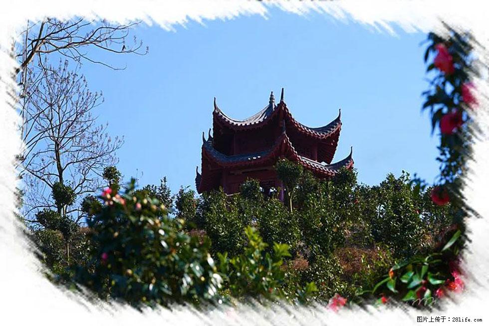 【春天，广西桂林灌阳县向您发出邀请！】杨柳井茶花惹人爱 - 游山玩水 - 肇庆生活社区 - 肇庆28生活网 zq.28life.com