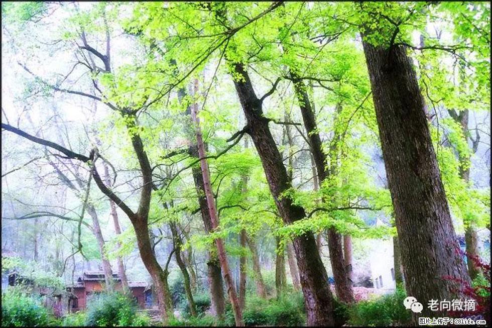 【春天，广西桂林灌阳县向您发出邀请！】在小龙村与春天约会 - 游山玩水 - 肇庆生活社区 - 肇庆28生活网 zq.28life.com