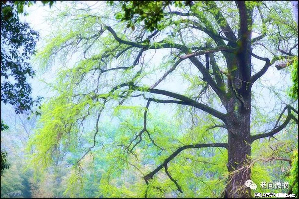 【春天，广西桂林灌阳县向您发出邀请！】在小龙村与春天约会 - 游山玩水 - 肇庆生活社区 - 肇庆28生活网 zq.28life.com