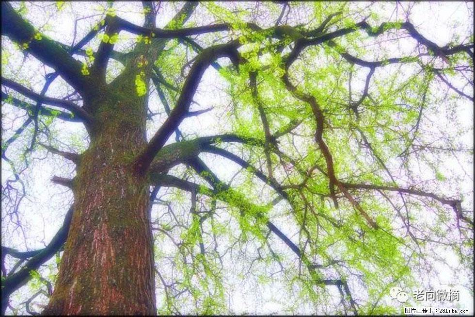 【春天，广西桂林灌阳县向您发出邀请！】在小龙村与春天约会 - 游山玩水 - 肇庆生活社区 - 肇庆28生活网 zq.28life.com