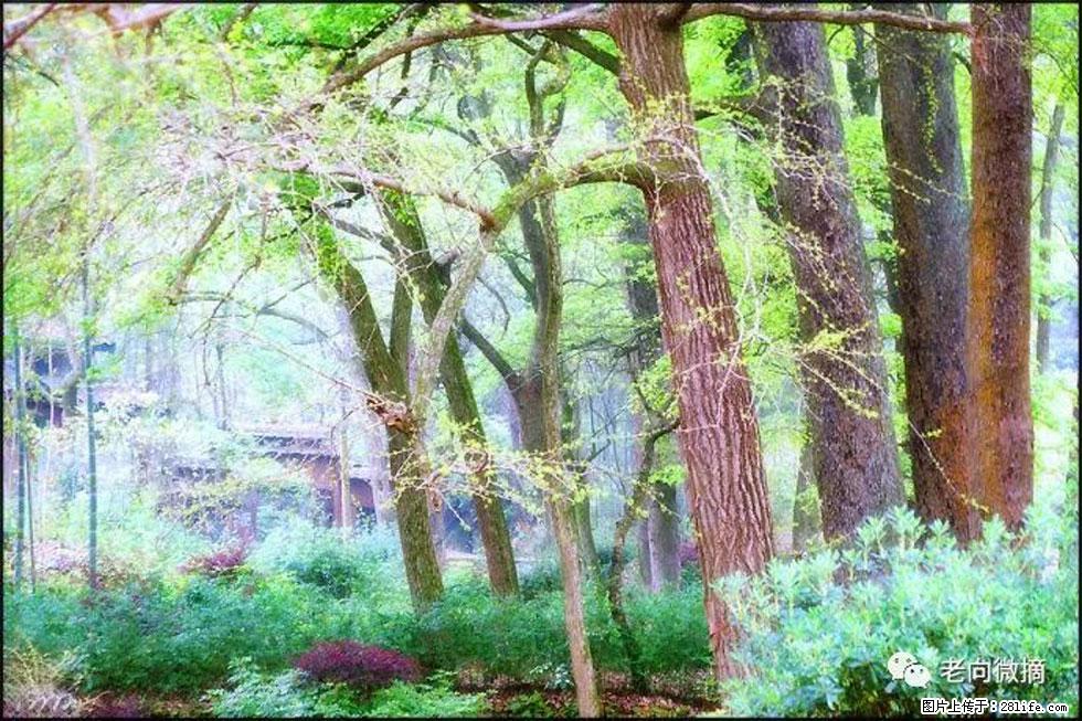 【春天，广西桂林灌阳县向您发出邀请！】在小龙村与春天约会 - 游山玩水 - 肇庆生活社区 - 肇庆28生活网 zq.28life.com