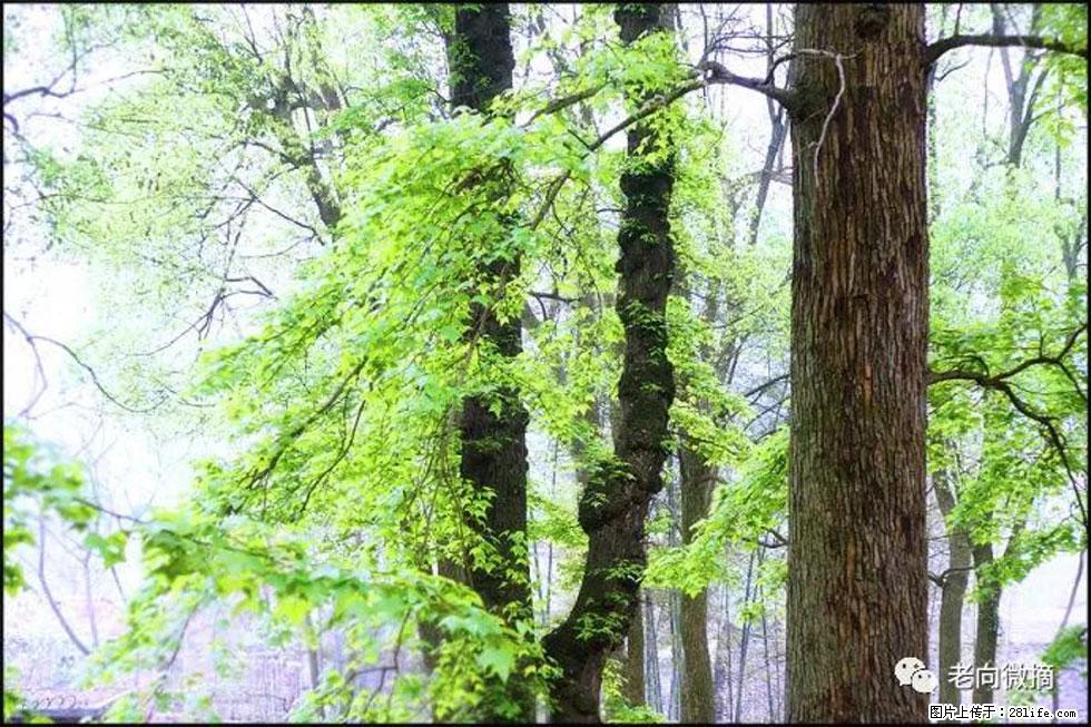 【春天，广西桂林灌阳县向您发出邀请！】在小龙村与春天约会 - 游山玩水 - 肇庆生活社区 - 肇庆28生活网 zq.28life.com