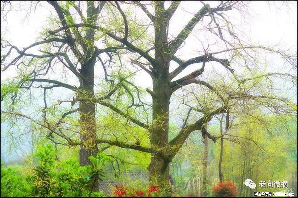 【春天，广西桂林灌阳县向您发出邀请！】在小龙村与春天约会 - 游山玩水 - 肇庆生活社区 - 肇庆28生活网 zq.28life.com