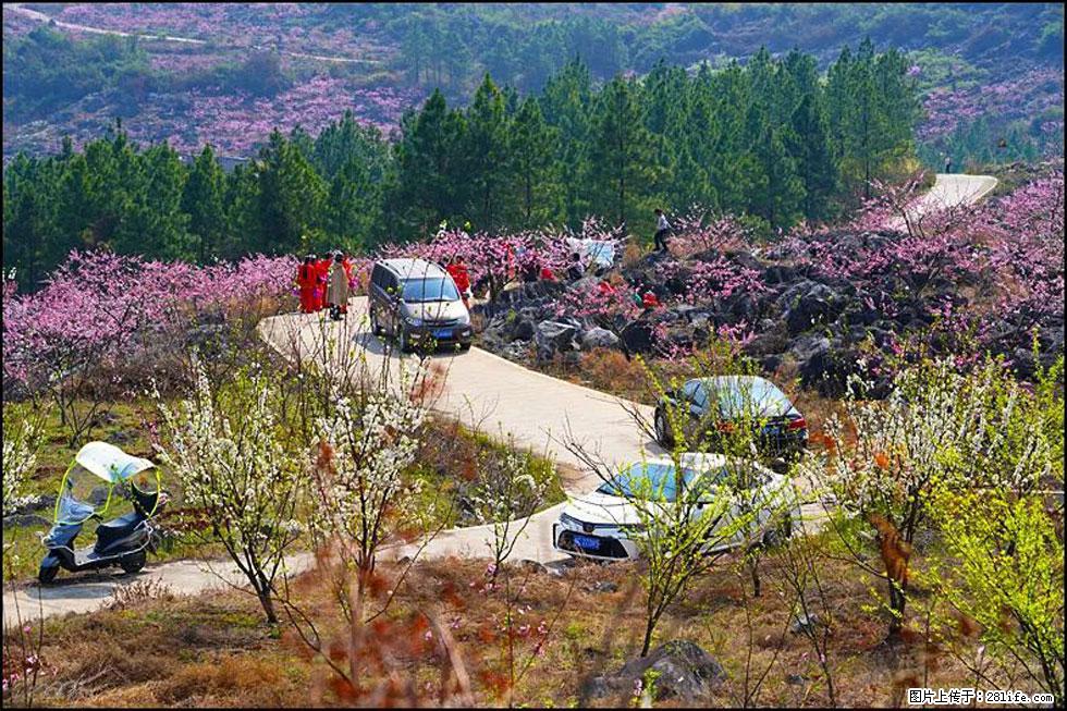 【春天，广西桂林灌阳县向您发出邀请！】望月岭上桃花开 - 游山玩水 - 肇庆生活社区 - 肇庆28生活网 zq.28life.com