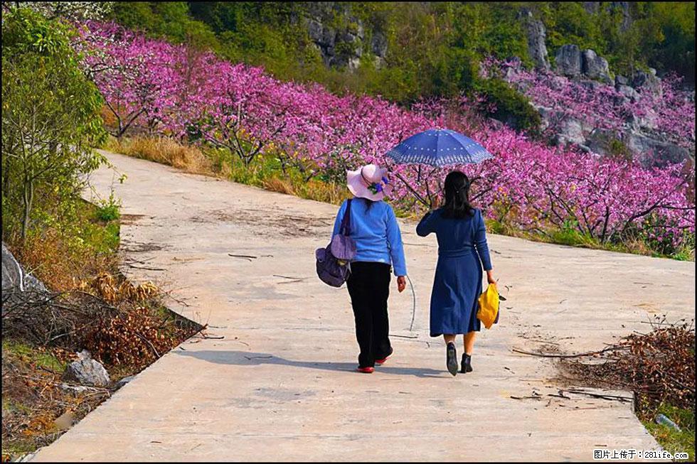 【春天，广西桂林灌阳县向您发出邀请！】望月岭上桃花开 - 游山玩水 - 肇庆生活社区 - 肇庆28生活网 zq.28life.com