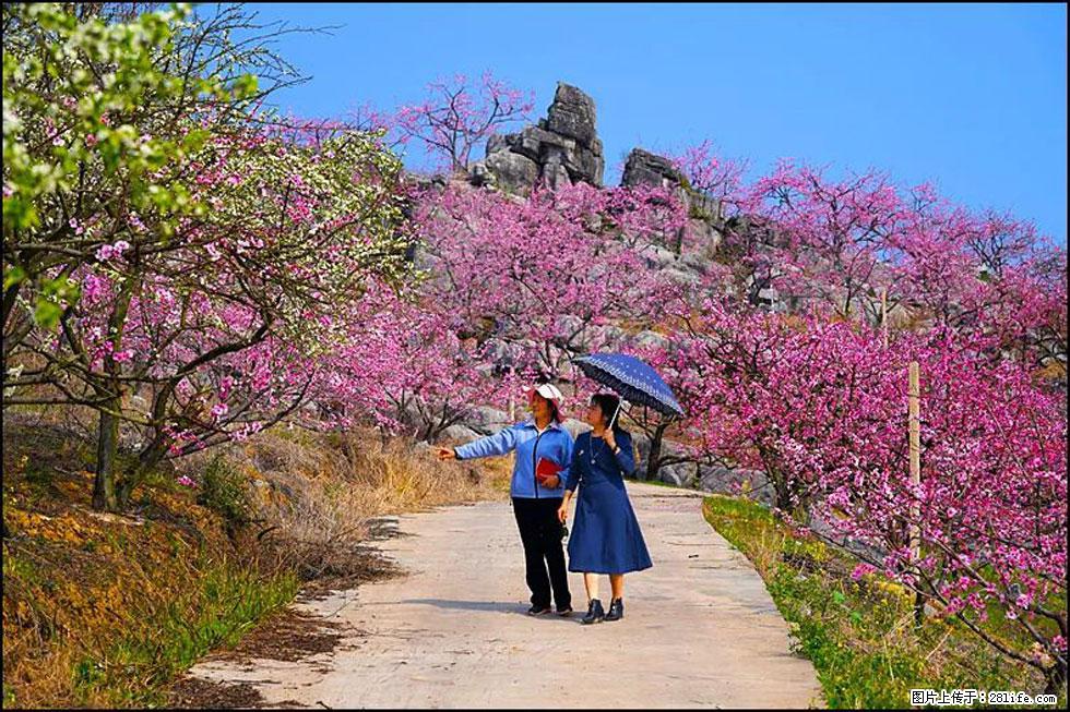 【春天，广西桂林灌阳县向您发出邀请！】望月岭上桃花开 - 游山玩水 - 肇庆生活社区 - 肇庆28生活网 zq.28life.com