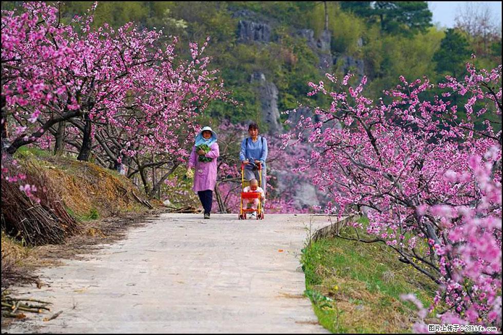 【春天，广西桂林灌阳县向您发出邀请！】望月岭上桃花开 - 游山玩水 - 肇庆生活社区 - 肇庆28生活网 zq.28life.com
