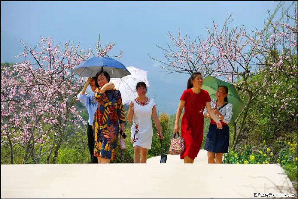 【春天，广西桂林灌阳县向您发出邀请！】望月岭上桃花开 - 游山玩水 - 肇庆生活社区 - 肇庆28生活网 zq.28life.com