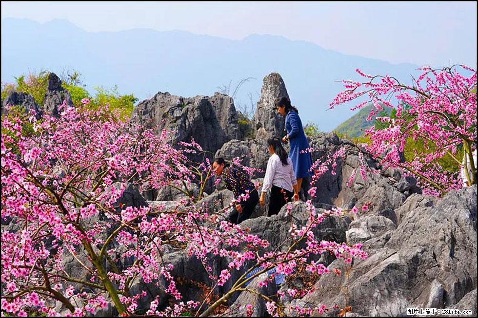 【春天，广西桂林灌阳县向您发出邀请！】望月岭上桃花开 - 游山玩水 - 肇庆生活社区 - 肇庆28生活网 zq.28life.com