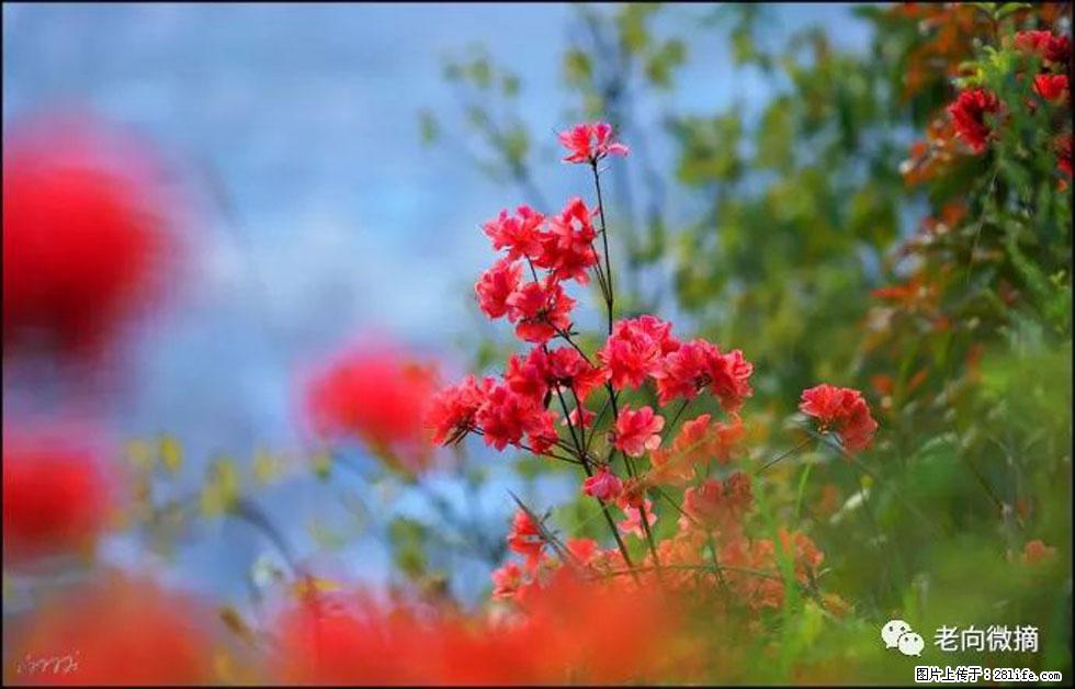 【春天,广西桂林灌阳县向您发出邀请!】登麒麟山,相约映山红 - 游山玩水 - 肇庆生活社区 - 肇庆28生活网 zq.28life.com