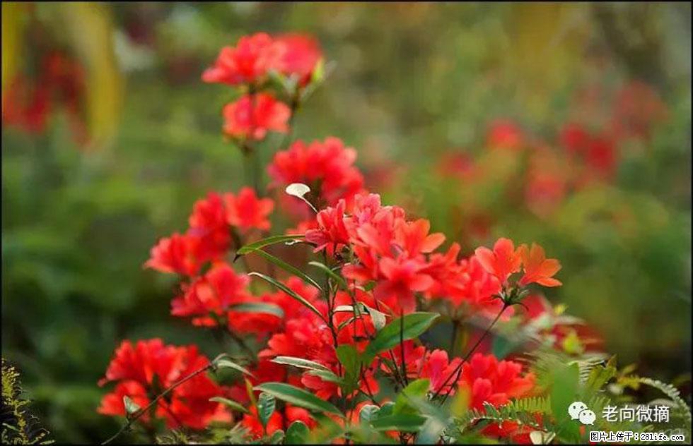 【春天,广西桂林灌阳县向您发出邀请!】登麒麟山,相约映山红 - 游山玩水 - 肇庆生活社区 - 肇庆28生活网 zq.28life.com
