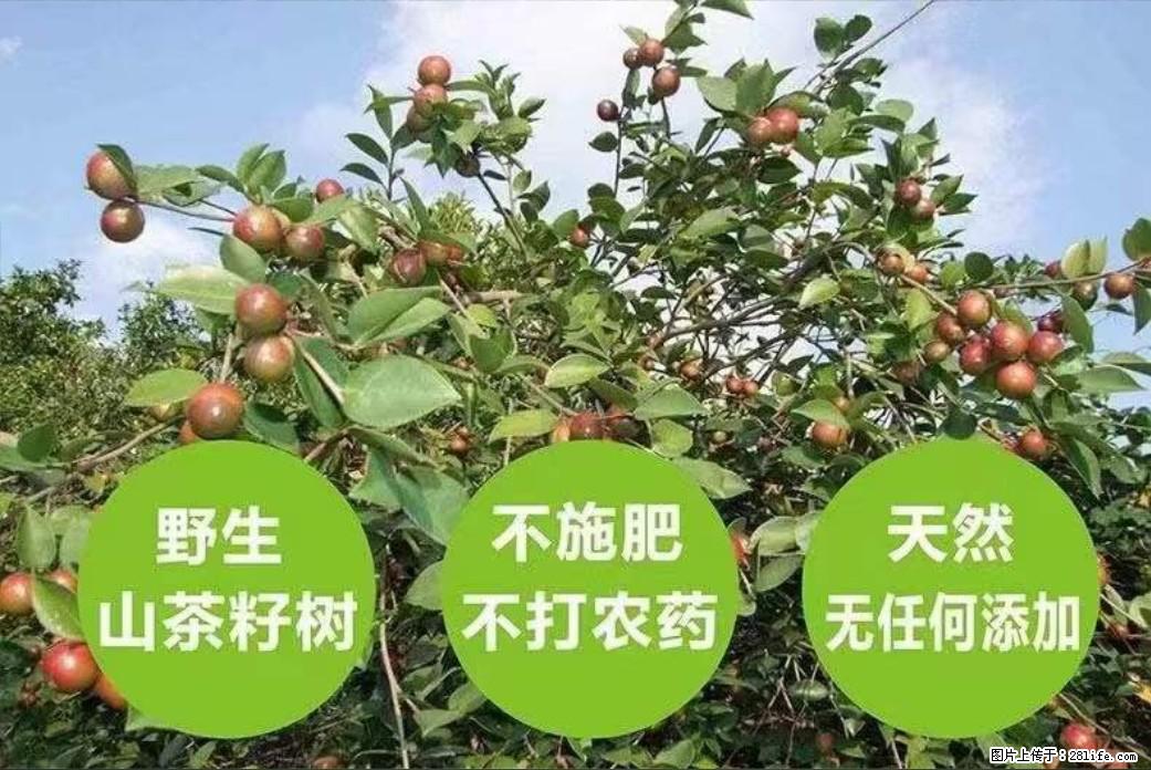 【灌阳县油茶产业示范区】一个有着充实的精神生活的人，对待身外之物自会有一种淡泊的态度 - 土特产 - 饮食特产 - 肇庆分类信息 - 肇庆28生活网 zq.28life.com