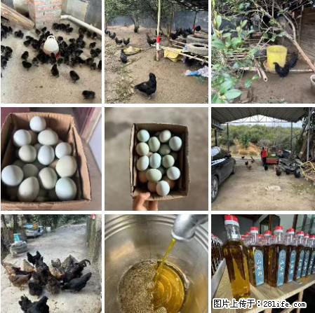 油茶园从小鸡仔开始养起的纯土鸡、土鸡蛋可以预定啦!还有前几天刚榨的纯山茶油哦 - 美食天地 - 肇庆生活社区 - 肇庆28生活网 zq.28life.com