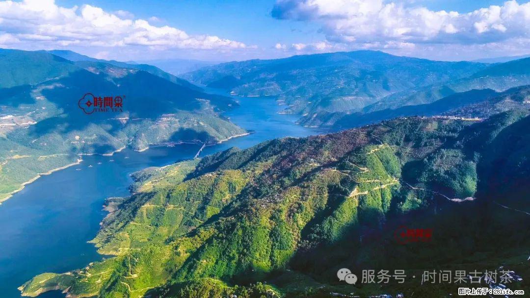 时间果百年古树龙珠普洱生茶 - 购物交流 - 肇庆生活社区 - 肇庆28生活网 zq.28life.com