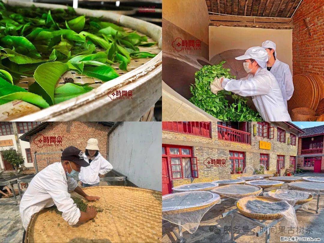 时间果百年古树龙珠普洱生茶 - 购物交流 - 肇庆生活社区 - 肇庆28生活网 zq.28life.com
