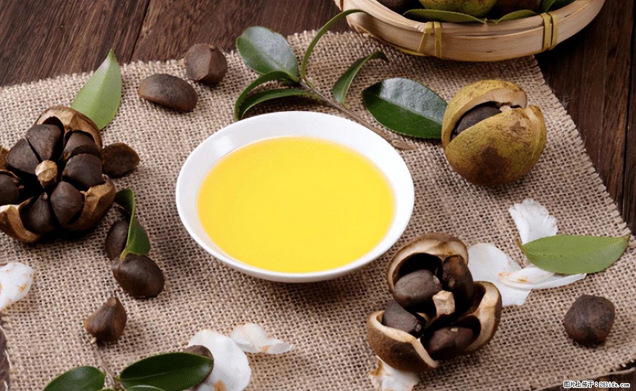 揭秘茶油的5大核心营养成分！被称为人体健康的“守护盾”！ - 肇庆生活资讯 - 肇庆28生活网 zq.28life.com