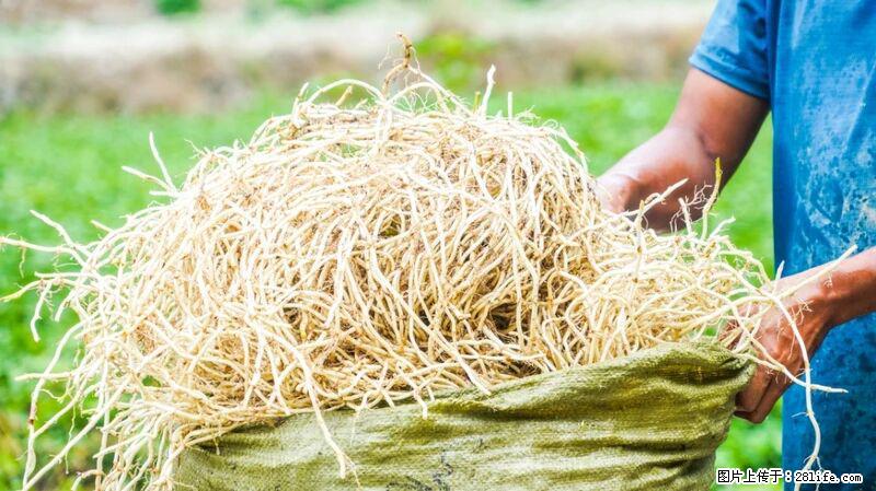 堪称“最难吃”的蔬菜，却是 “抗辐射神器”，还能护肺、清热、止咳化痰！ - 肇庆生活资讯 - 肇庆28生活网 zq.28life.com