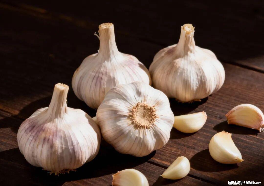 关于大蒜，除了“天然抗生素”，这4个谣言更该警惕! - 肇庆生活资讯 - 肇庆28生活网 zq.28life.com