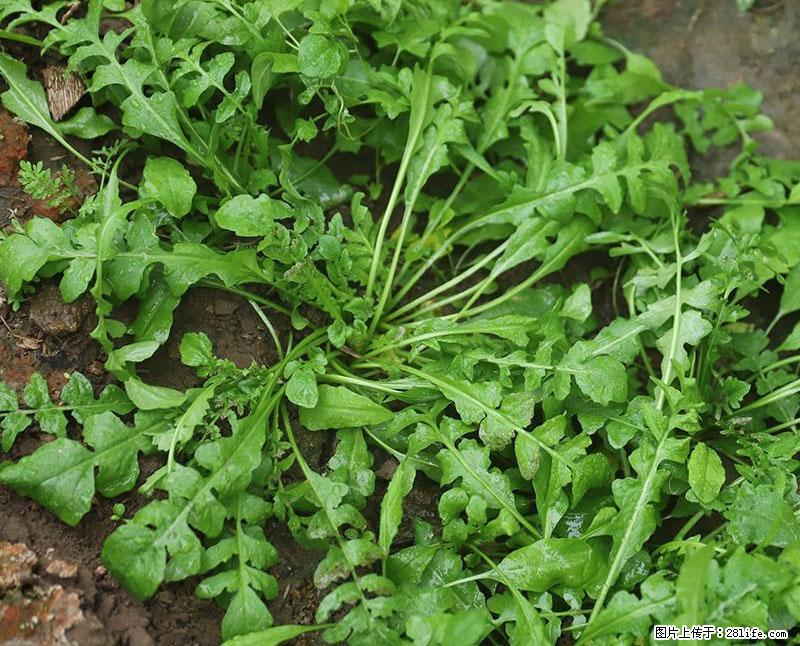 这些蔬菜是“天然钙片”,这6种被医生重点推荐 - 肇庆生活资讯 - 肇庆28生活网 zq.28life.com