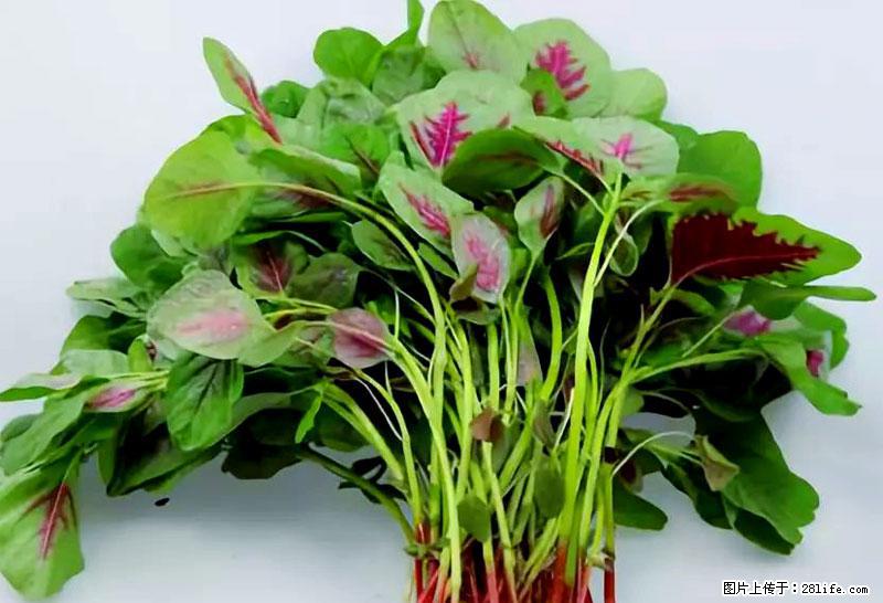 这些蔬菜是“天然钙片”,这6种被医生重点推荐 - 肇庆生活资讯 - 肇庆28生活网 zq.28life.com