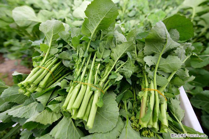 这些蔬菜是“天然钙片”,这6种被医生重点推荐 - 肇庆生活资讯 - 肇庆28生活网 zq.28life.com